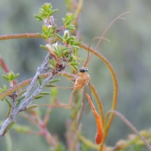 Netelia sp. (genus) at Tennent, ACT - 17 Jan 2015