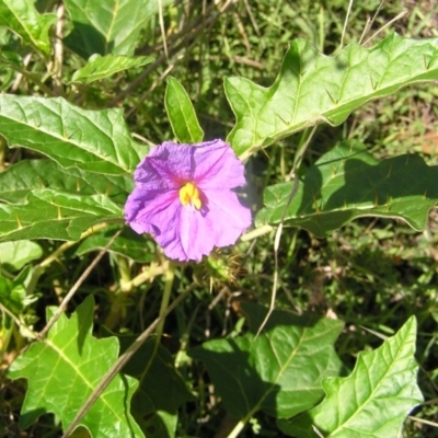 Solanum cinereum (Narrawa Burr) at Kambah, ACT - 8 Mar 2010 by MatthewFrawley
