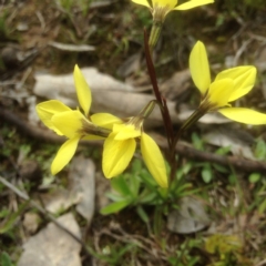 Diuris chryseopsis (Golden Moth) at Mulligans Flat - 17 Sep 2016 by sybilfree