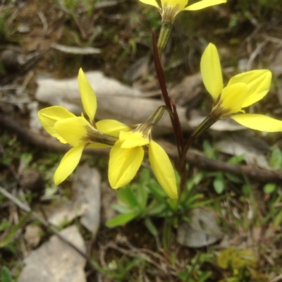 Diuris chryseopsis (Golden Moth) at Sutton, NSW - 17 Sep 2016 by sybilfree