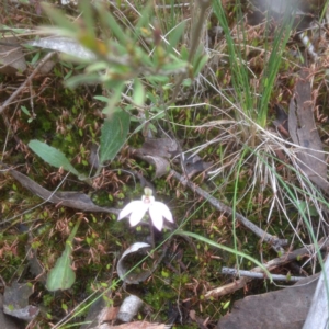 Caladenia sp. at Bruce, ACT - 24 Sep 2016