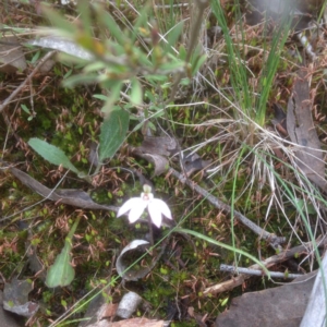 Caladenia sp. at Bruce, ACT - 24 Sep 2016