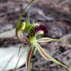 Caladenia atrovespa (Green-comb Spider Orchid) at Mount Taylor - 25 Oct 2016 by PeterR