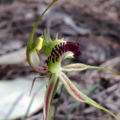 Caladenia atrovespa (Green-comb Spider Orchid) at Mount Taylor - 25 Oct 2016 by PeterR