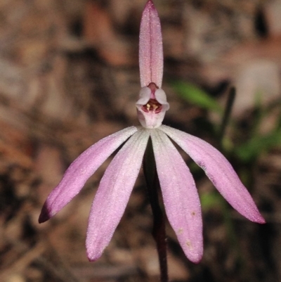 Caladenia fuscata (Dusky Fingers) at Mount Taylor - 2 Oct 2016 by PeterR