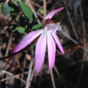 Caladenia fuscata at Kambah, ACT - 2 Oct 2016