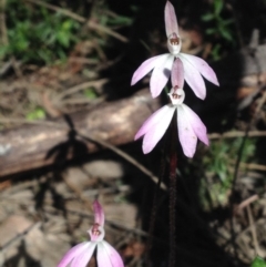 Caladenia fuscata at Kambah, ACT - 2 Oct 2016