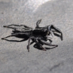 Ocrisiona leucocomis (White-flecked Crevice-dweller) at Bruce, ACT - 10 Nov 2016 by julesS