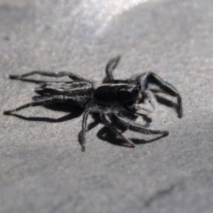 Ocrisiona leucocomis at Bruce, ACT - 11 Nov 2016