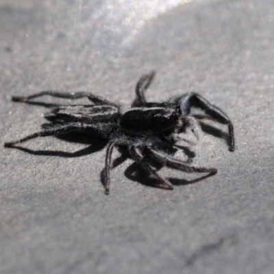 Ocrisiona leucocomis (White-flecked Crevice-dweller) at Bruce, ACT - 10 Nov 2016 by julesS