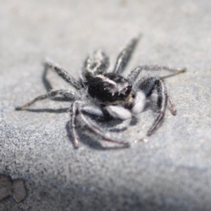 Ocrisiona leucocomis at Bruce, ACT - 11 Nov 2016