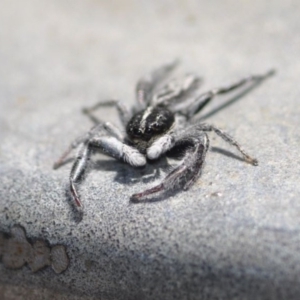 Ocrisiona leucocomis at Bruce, ACT - 11 Nov 2016