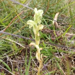 Hymenochilus cycnocephalus (Swan greenhood) at Lower Cotter Catchment - 23 Oct 2016 by PeterR