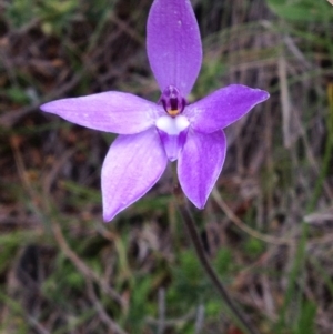 Glossodia major at Cotter River, ACT - 23 Oct 2016