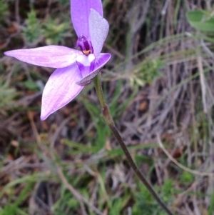 Glossodia major at Cotter River, ACT - 23 Oct 2016