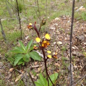 Diuris semilunulata at Cotter River, ACT - 23 Oct 2016