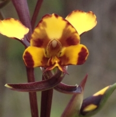 Diuris semilunulata at Cotter River, ACT - 23 Oct 2016