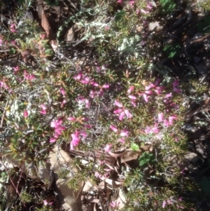 Lissanthe strigosa subsp. subulata at Forde, ACT - 26 Sep 2016 09:26 AM