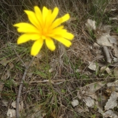 Microseris walteri (Yam Daisy, Murnong) at Gungahlin, ACT - 26 Sep 2016 by sybilfree