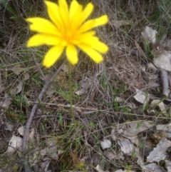 Microseris walteri at Gungahlin, ACT - 26 Sep 2016 10:50 AM