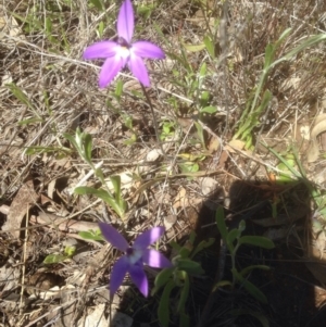 Glossodia major at Gungahlin, ACT - 2 Oct 2016