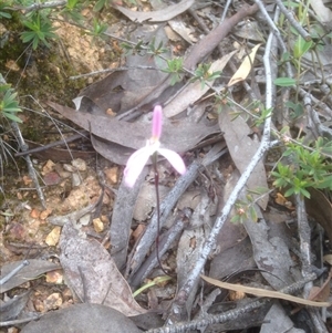 Caladenia fuscata at Point 610 - suppressed