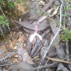 Caladenia fuscata at Point 610 - suppressed