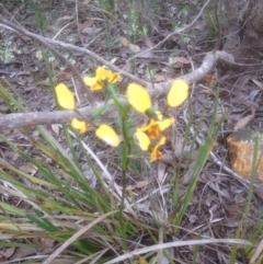 Diuris nigromontana (Black Mountain Leopard Orchid) at Bruce, ACT - 28 Oct 2016 by sybilfree