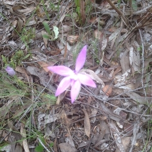 Glossodia major at Point 479 - suppressed