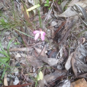 Caladenia fuscata at Bruce, ACT - 29 Oct 2016