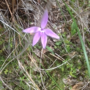 Glossodia major at Bruce, ACT - suppressed