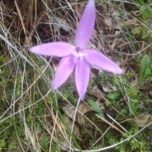 Glossodia major at Bruce, ACT - suppressed