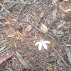 Caladenia sp. (A Caladenia) at Bruce, ACT - 29 Oct 2016 by sybilfree