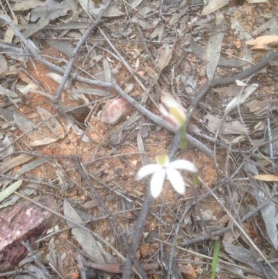 Caladenia sp. (A Caladenia) at Bruce, ACT - 29 Oct 2016 by sybilfree