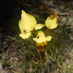 Diuris sulphurea (Tiger Orchid) at Point 5807 - 17 Nov 2016 by MichaelMulvaney