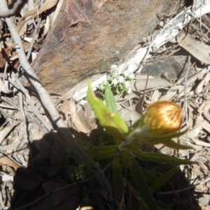 Coronidium oxylepis subsp. lanatum at Acton, ACT - 17 Nov 2016 12:37 PM