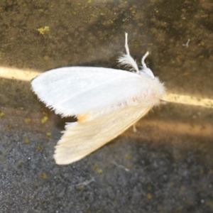 Trichiocercus sparshalli at Tathra Public School - 16 Nov 2016 12:00 AM