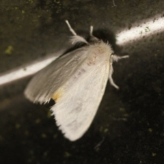 Trichiocercus sparshalli at Tathra Public School - 16 Nov 2016 12:00 AM