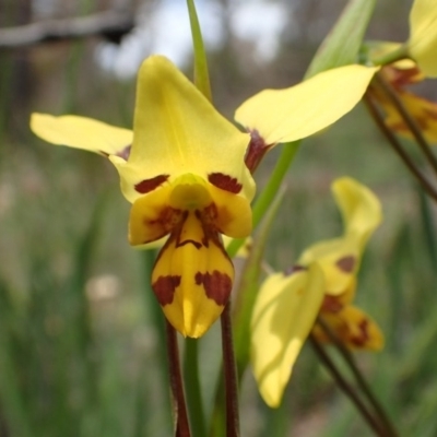 Diuris sulphurea (Tiger Orchid) at Bruce, ACT - 9 Nov 2016 by jhr