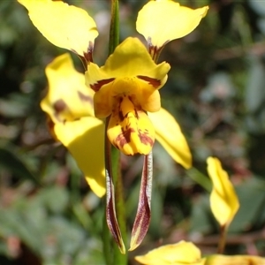 Diuris sulphurea at Point 5827 - suppressed