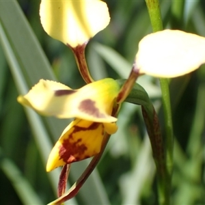 Diuris sulphurea at Point 5827 - suppressed