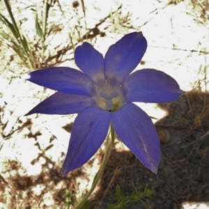 Wahlenbergia stricta subsp. stricta at Bullen Range - 17 Nov 2016