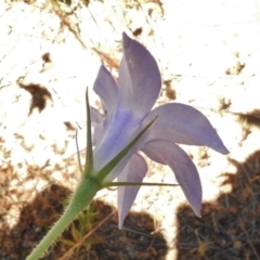 Wahlenbergia stricta subsp. stricta at Bullen Range - 17 Nov 2016