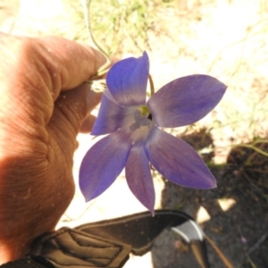 Wahlenbergia stricta subsp. stricta at Bullen Range - 17 Nov 2016