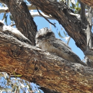 Podargus strigoides at Bullen Range - 17 Nov 2016