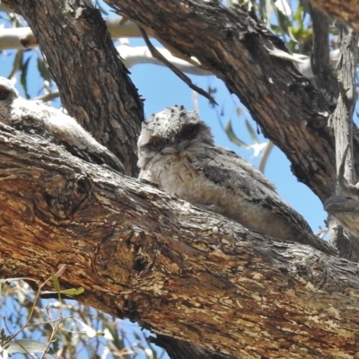 Podargus strigoides (Tawny Frogmouth) at Kambah, ACT - 17 Nov 2016 by JohnBundock