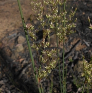 Juncus remotiflorus at Majura, ACT - 17 Nov 2016 08:06 AM