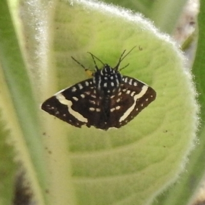 Idalima affinis (A day flying moth) at Bullen Range - 17 Nov 2016 by JohnBundock