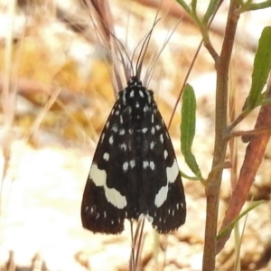 Idalima affinis at Bullen Range - 17 Nov 2016