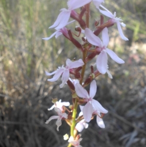 Stylidium graminifolium at Majura, ACT - 17 Nov 2016 08:11 AM